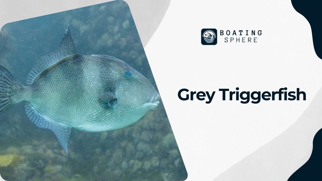 Overview of Grey Triggerfish, known for their unique appearance and taste.