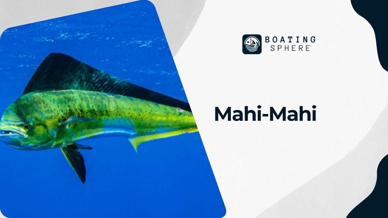 Information about Mahi-Mahi, known for their striking colors and taste.