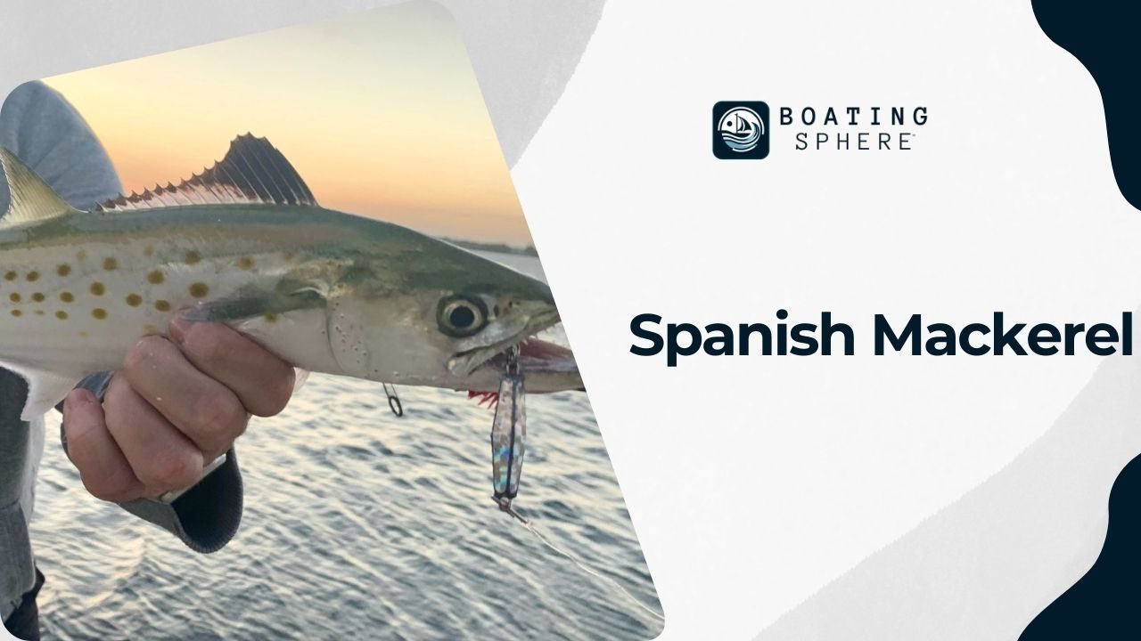 Insights into fishing for Spanish Mackerel, a fast and agile species.