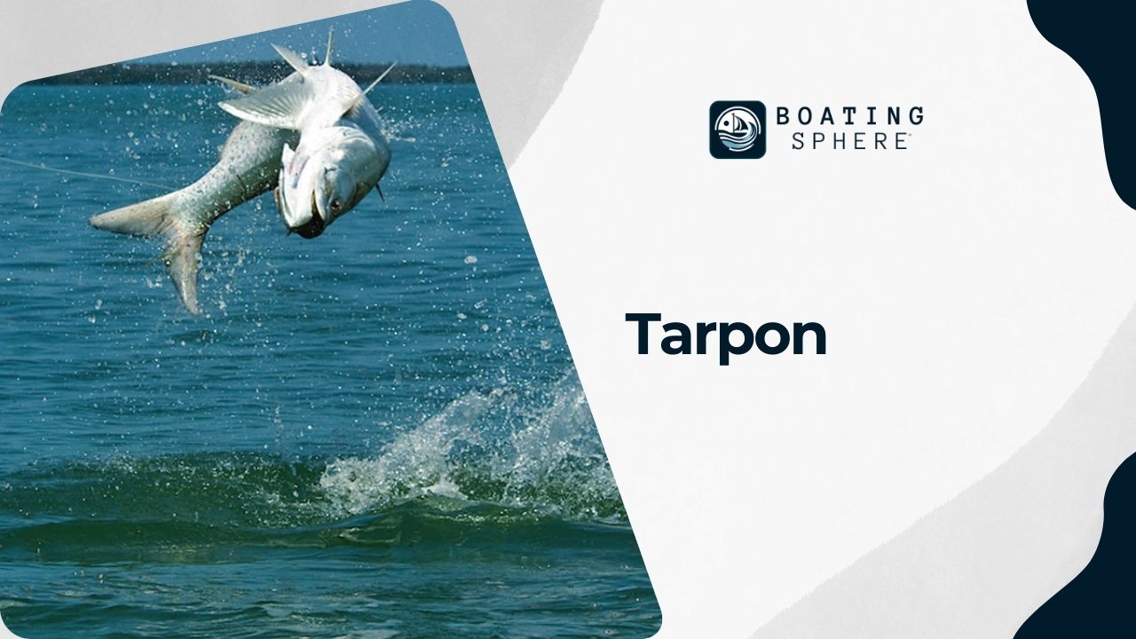 Details about Tarpon, famous for their acrobatic jumps and popularity in sport fishing.