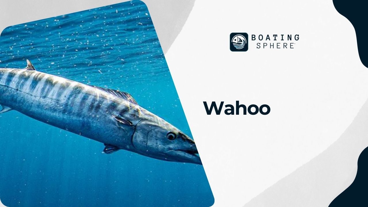 Description of Wahoo, a fast-swimming fish known for its fight and delicacy.