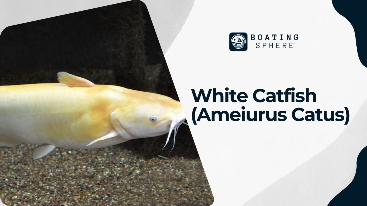 A fisherman displays a freshly caught white catfish, highlighting its unique features.